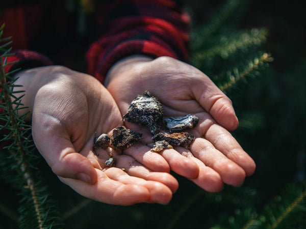 The Gifts of the Spruce