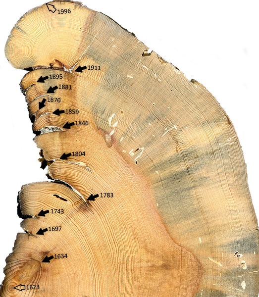 Issue 9 T.O.C. – “The Scribes of Nature: Dendrochronology & the Deeper Story of Wooden Objects” – Michael Updegraff