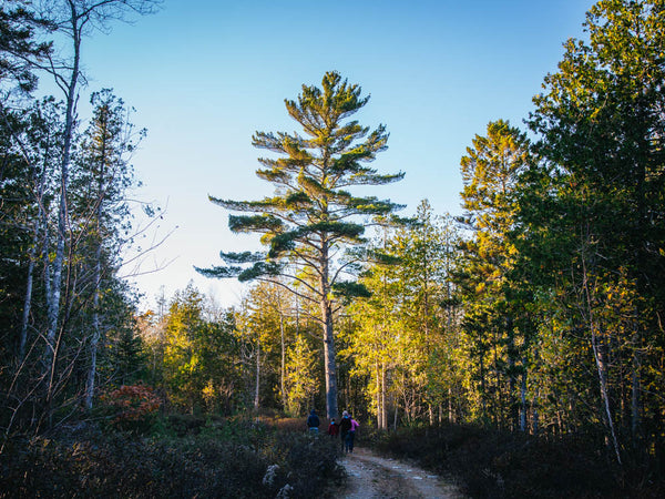 A Walk in the Woods: The Rebellious White Pine