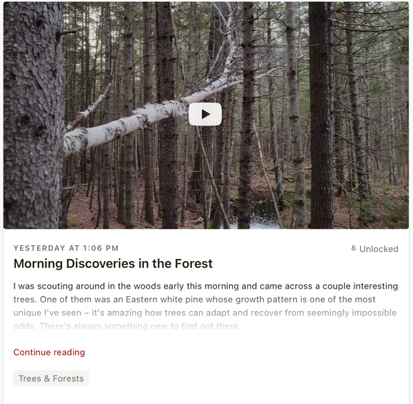Morning Discoveries in the Forest