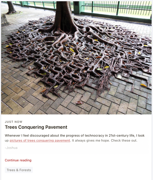 Trees Conquering Pavement